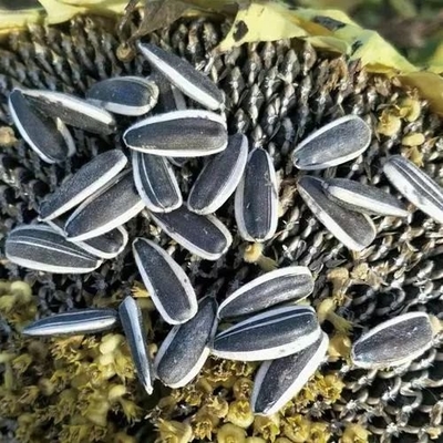 Erleben Sie die Vorteile von Sonnenblumenkerne T5 in Ihrem Geschäft
