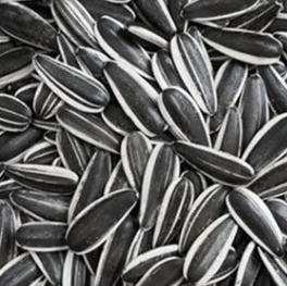 Ungesalzen geröstete Sonnenblumenkerne 5009 Beste Wahl für gesunde Snacks