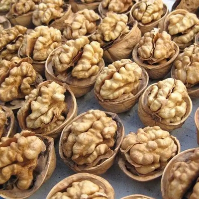 Erleben Sie eine unübertroffene Leistung mit Walnut Core Nucleus 2