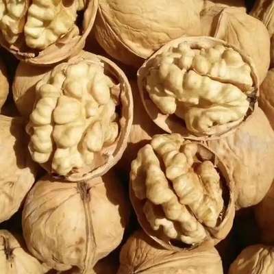 Mit Walnusskern Xin 2 der Konkurrenz voraus